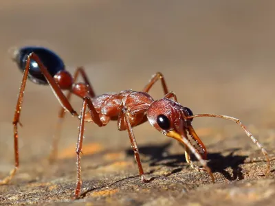 Bull ant den