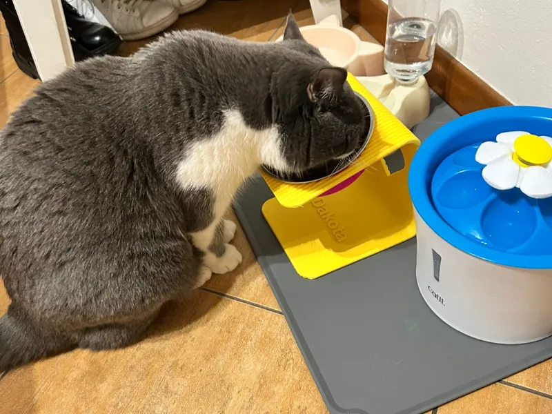 Porta ciotola cibo gatto/cane personalizzabile