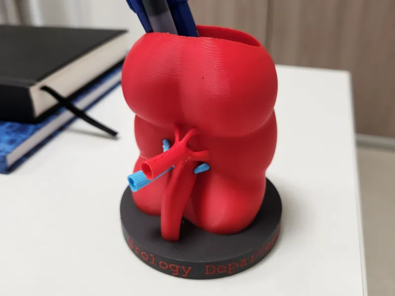 Anatomical Kidney Pen Holder – Urology Edition