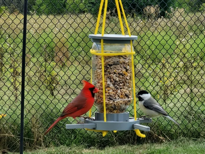Bird Feeder (Pasta Sauce Jar)