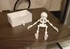 Flat Articulated Skeleton, Arachne, Ironed