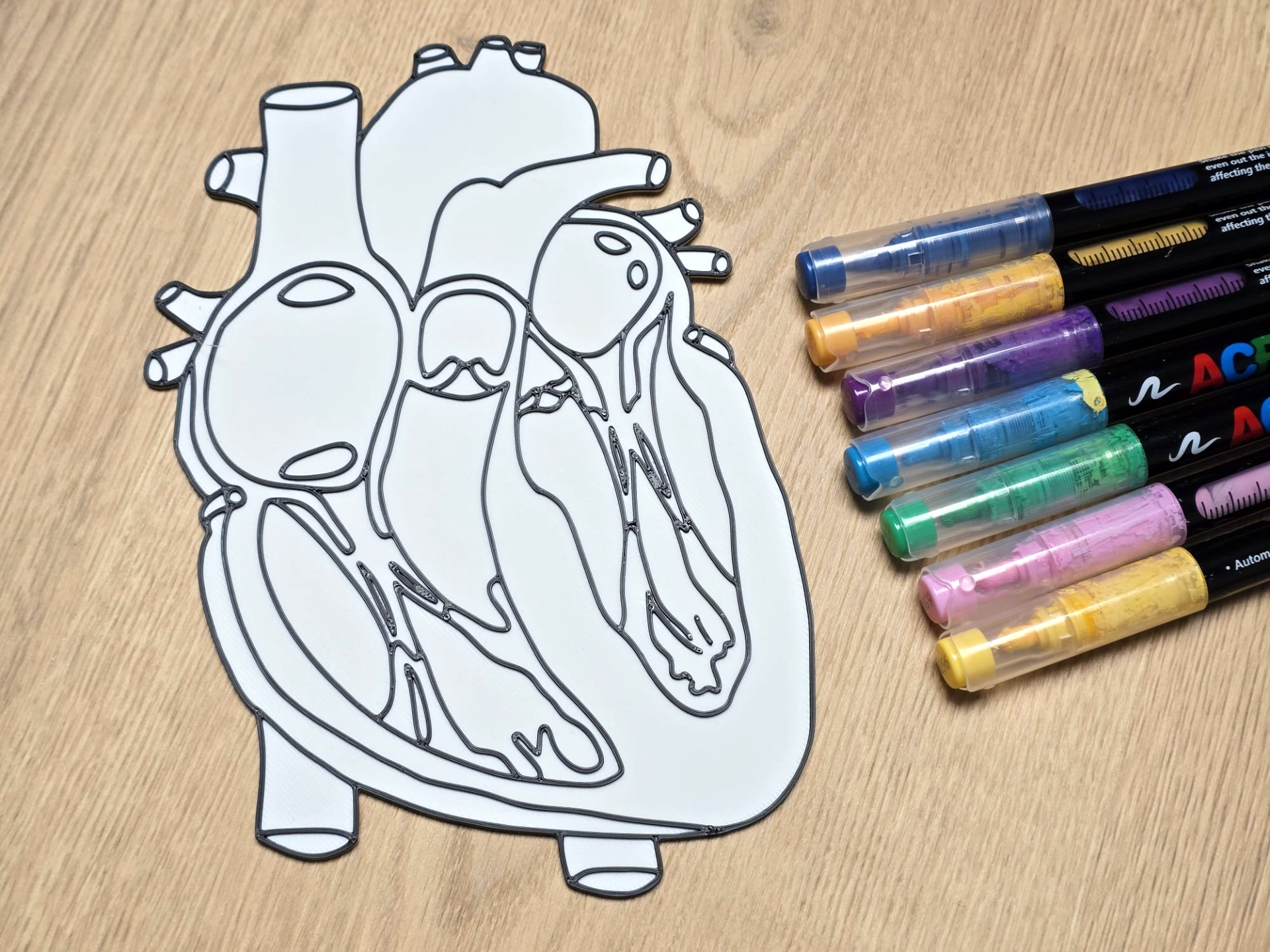 Human Heart Anatomy Coloring Craft