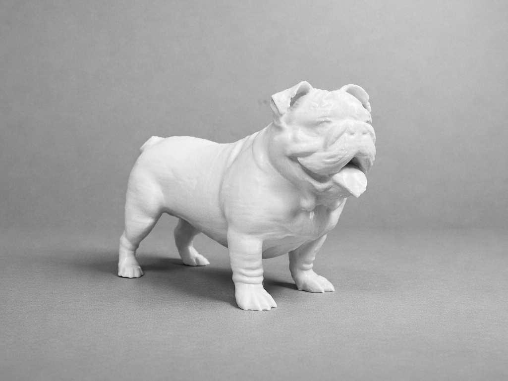 English Bulldog - Animal - Dog