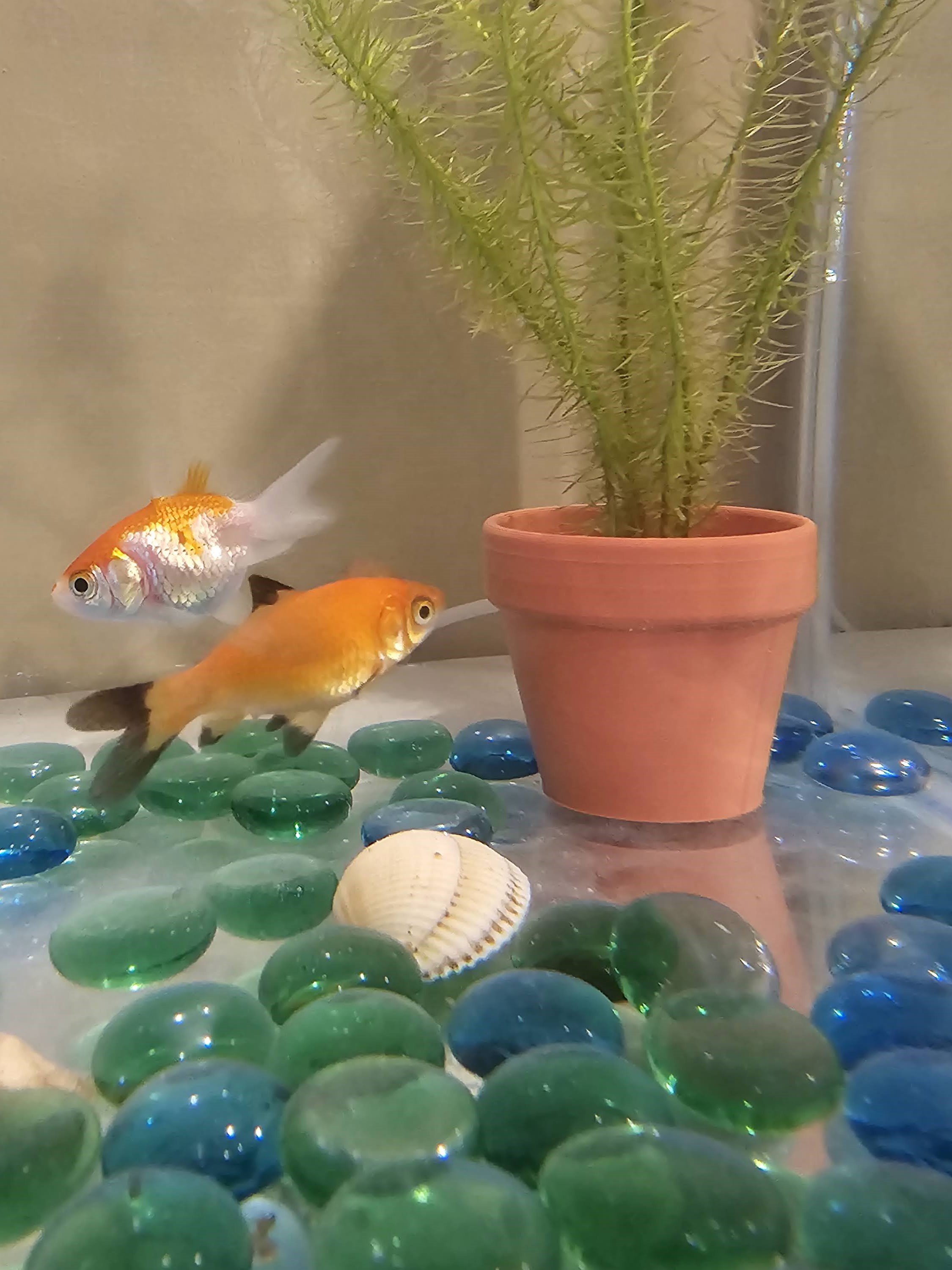 Vaso affondante da acquario 100% inf.