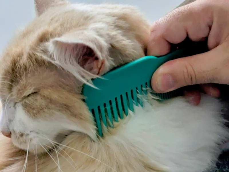 Comb