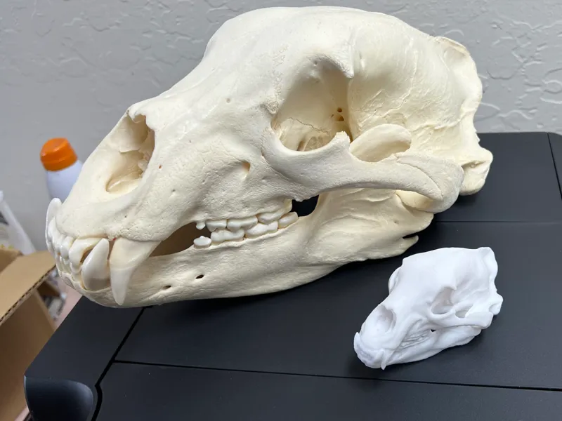 Black Bear Skull
