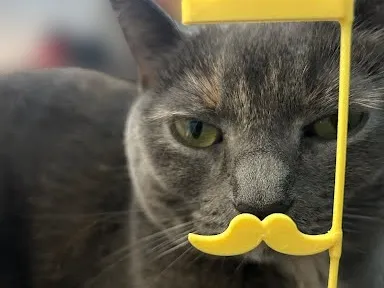 Cat Mustache Prop