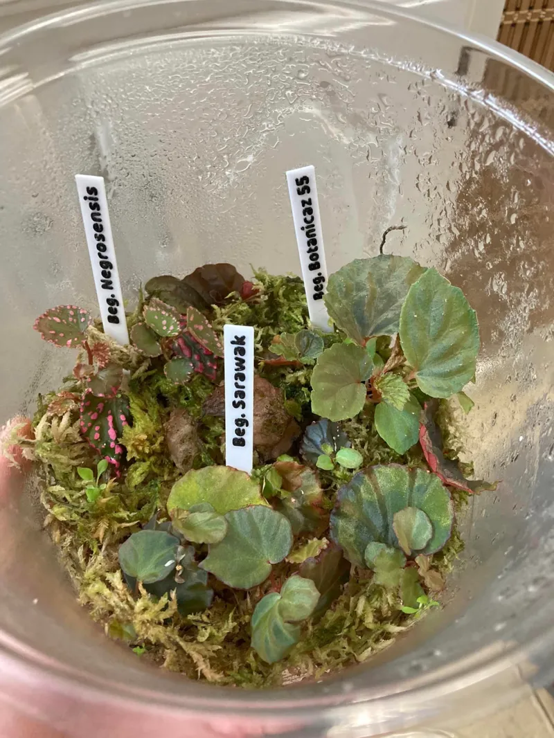 Plant Tags, Basic Stabby