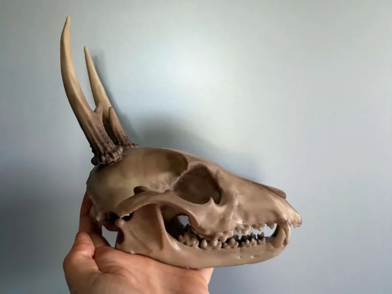Deer-fox hybrid with antlers/hornes, seperate jaw