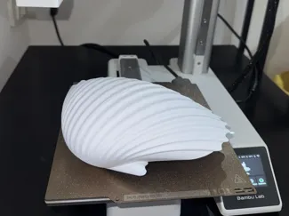 Curved Scallop Shell