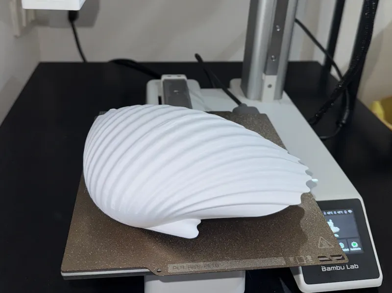 Curved Scallop Shell