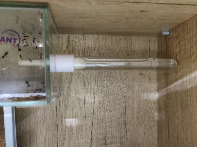 Ant water feeder