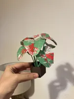 A1 Mini 0.2mm layer, 2 walls, 0% infill