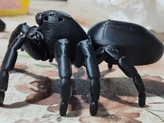 spider_phidippus_regius