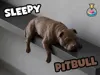 Sleepy Pitbull - Standard