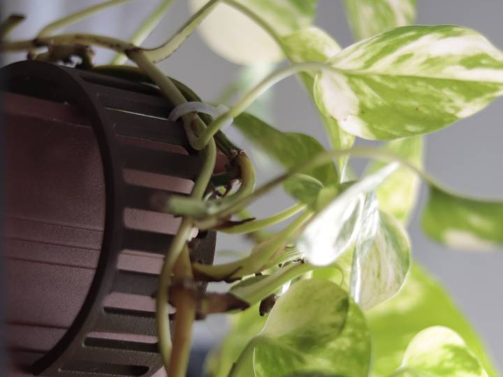 Climbing Plant Stem Strain Relief