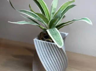 Spiral Vase