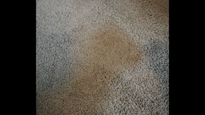 Full Penetration Deep Action Carpet Scrubber