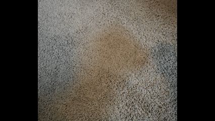 Full Penetration Deep Action Carpet Scrubber