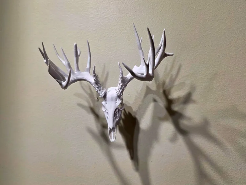 Whitetail Deer Skull Mini - "Divine" 