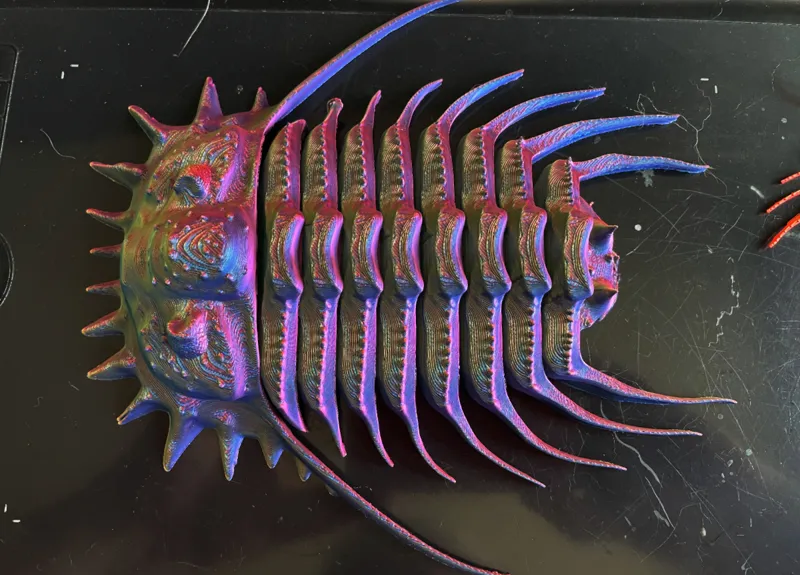 Trilobite: Acantholomina sp.