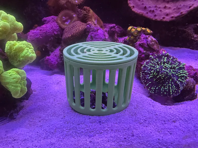 Improved Mushroom Coral Box (Conical Bottom)