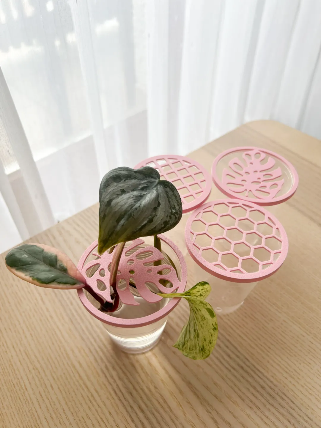 Plant Propagation Cutting Lid Holder Topper view 2