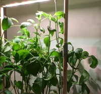 Rallonge de tige lumineuse pour jardin d'intérieur AUK 1 — photo 3