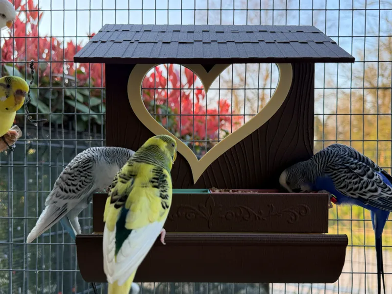 Bird feeder