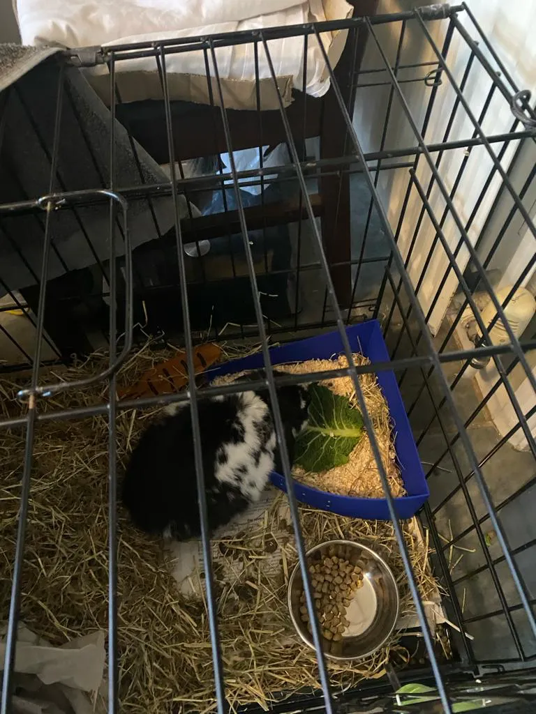 Bunny Rabbit Feeder Bowl or Pooper