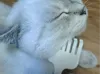 Cat Teaser