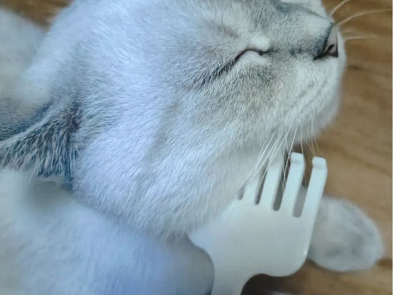撩猫器