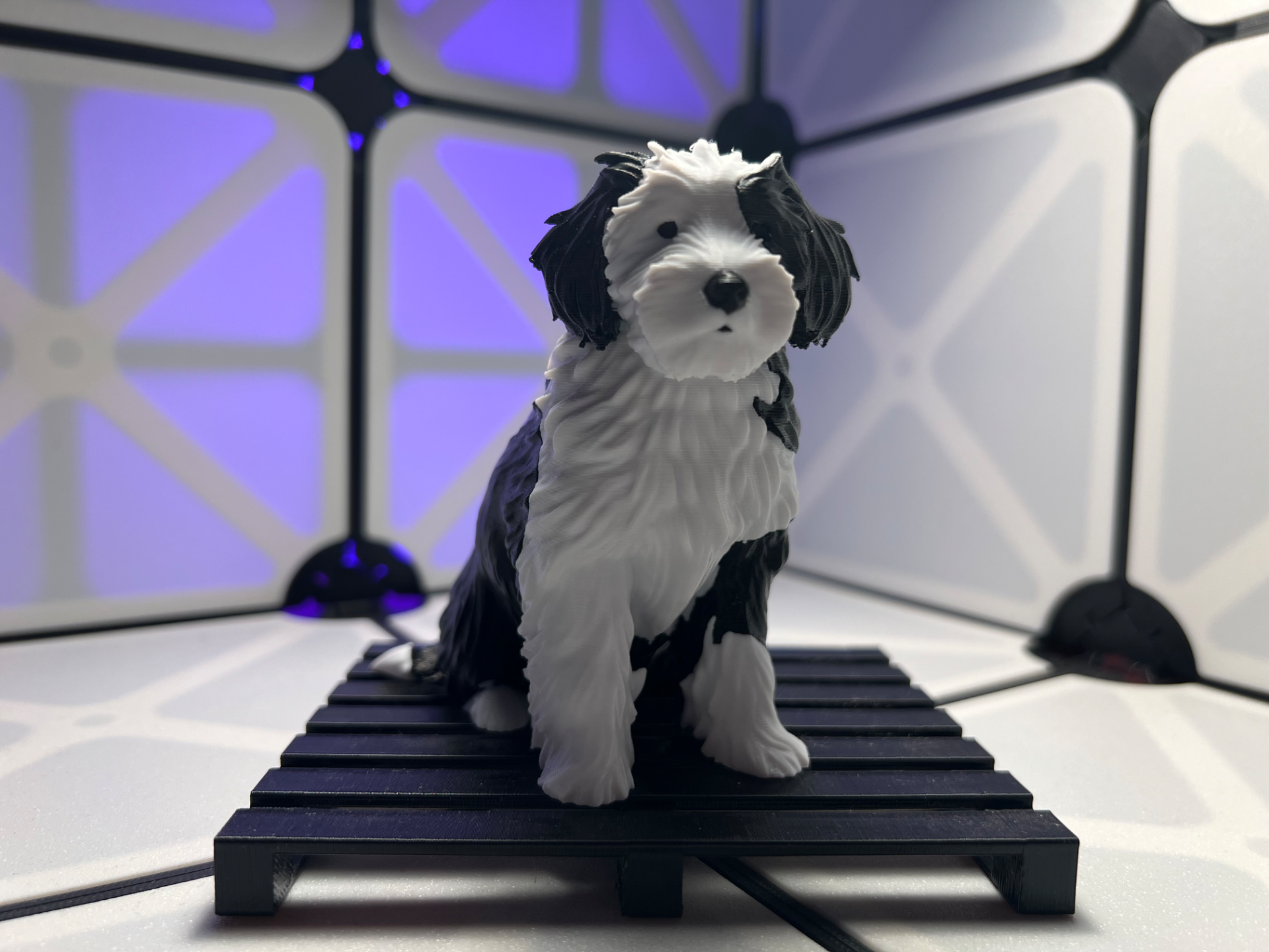 Sitzender Bearded Collie