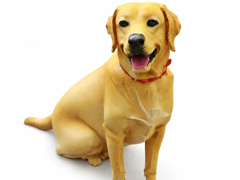 Labrador retriever - tan
