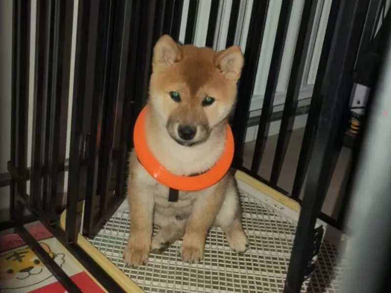 宠物狗狗大拉环狗狗玩具大圆环大项圈挂饰可玩可佩戴TPU
