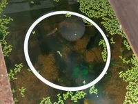 Anneau séparateur de plantes flottantes pour aquarium — photo 2
