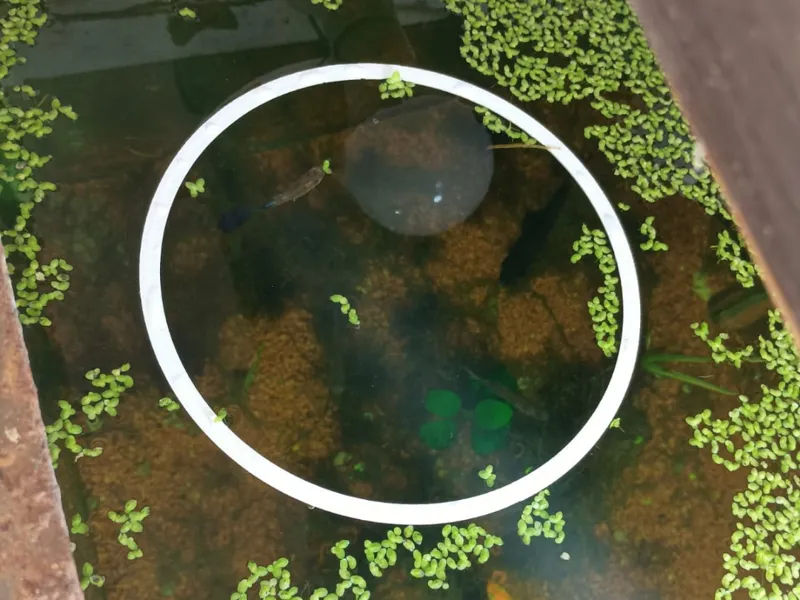 Separadora de plantas de superfície para aquários