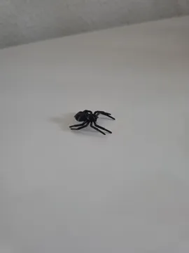Objeto manipulable: Jumping spiders — vista de referencia 3
