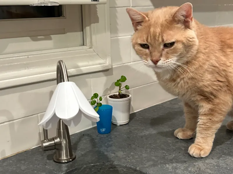 Water tap cover