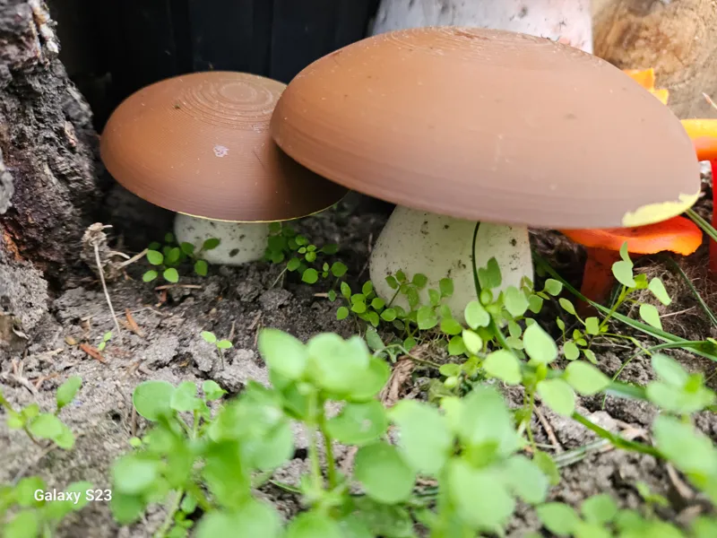 king bolete mushroom