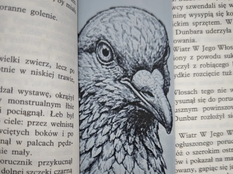 Gołąb