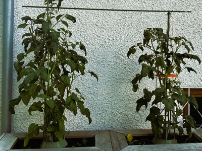 Modular Plant Support System