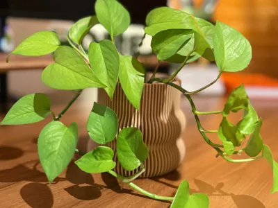 Designer Planter