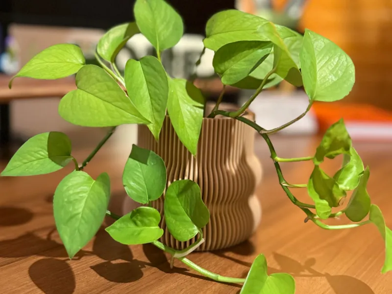 Designer Planter