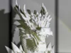 Head & Shoulders 0.2mm layer, 2 walls, 15% infill