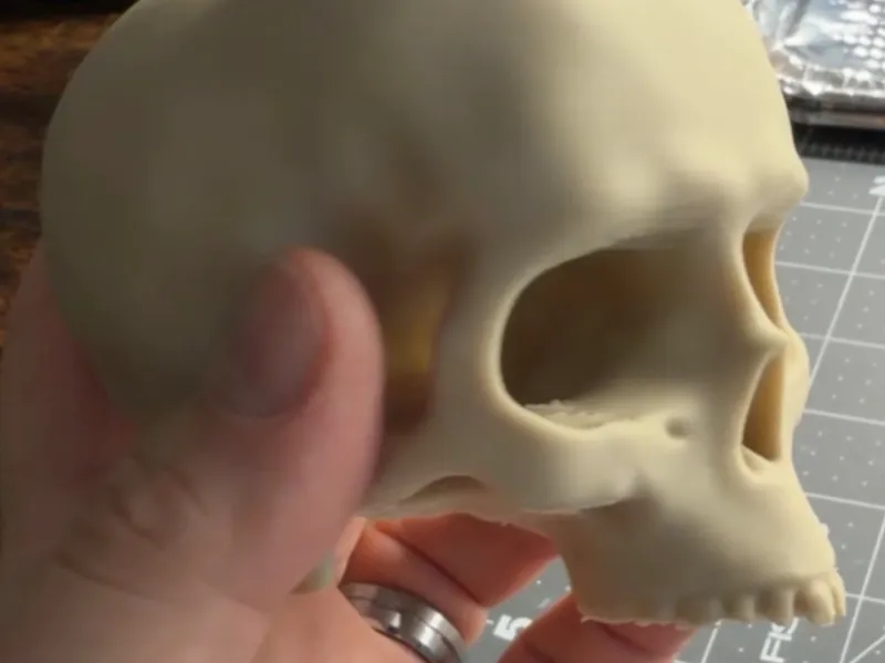 Human Skull