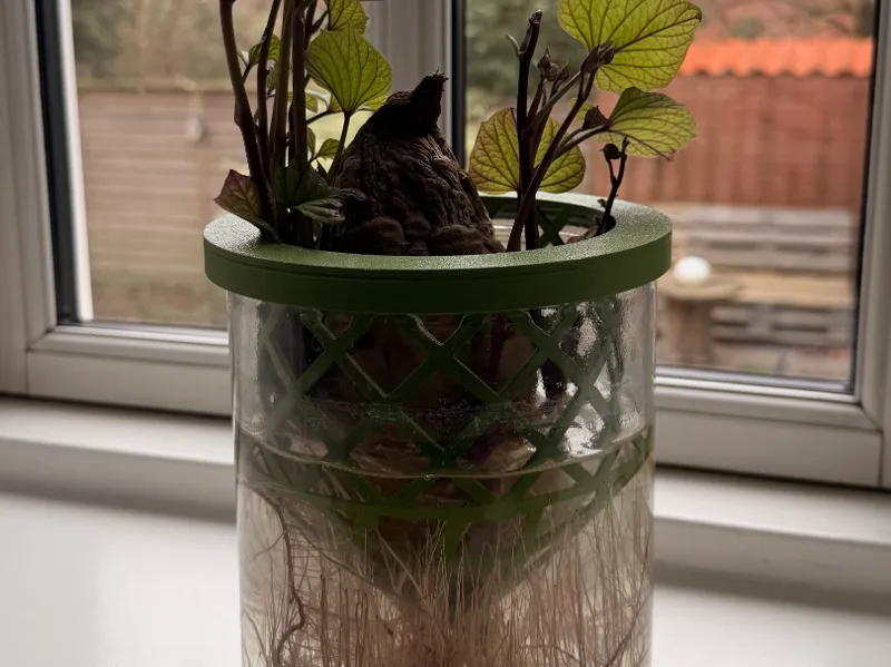 Grow your own sweet potato - Hydroponic basket