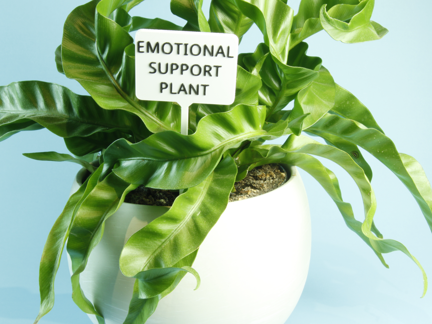 12 Funny Plant Signs
