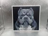 Exotic Bully_A1 Mini