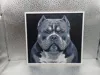Exotic Bully_A1